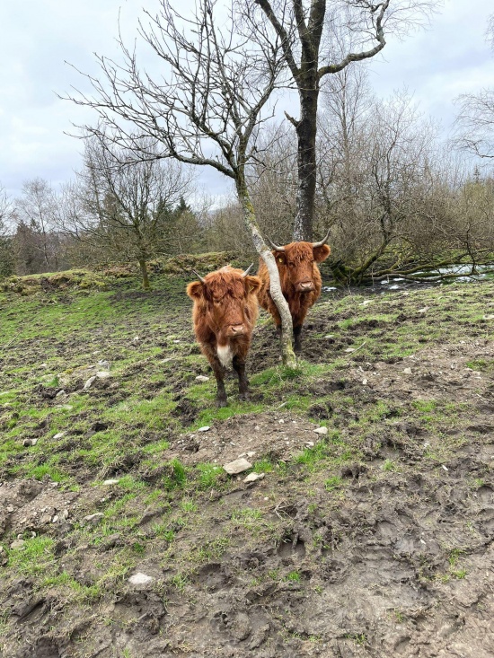 Cows